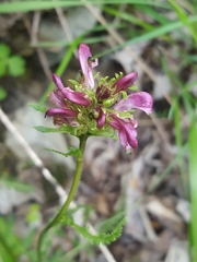 Pedicularis sudetica