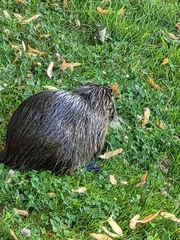 Myocastor coypus