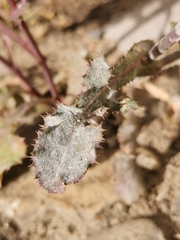 Golovinomyces sonchicola