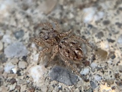 Habronattus texanus