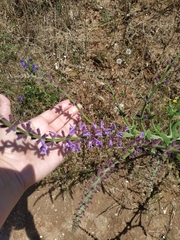 Salvia virgata