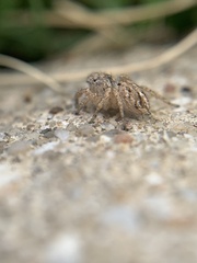 Habronattus texanus