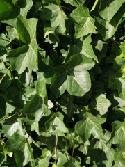 Hedera helix