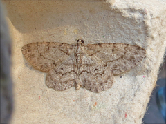 Hypagyrtis piniata