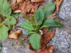 Plantago major