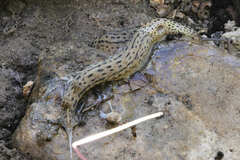 Limax maximus