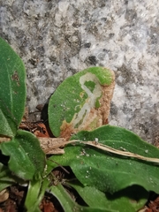 Phytomyza griffithsi