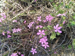Acmadenia macropetala
