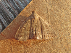 Zanclognatha jacchusalis