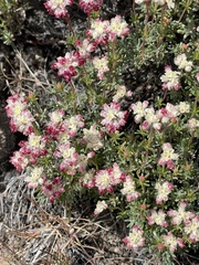 Eriogonum thymoides
