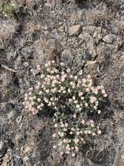 Eriogonum thymoides