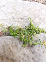 Sagina procumbens