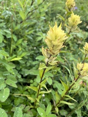 Castilleja unalaschcensis