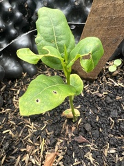 Ocotea caesariata