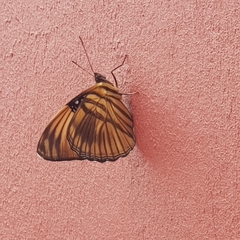 Adelpha melanthe