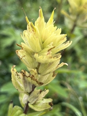 Castilleja unalaschcensis