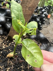Ocotea caesariata