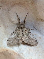 Dasychira plagiata