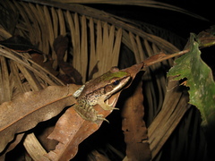Lithobates palmipes