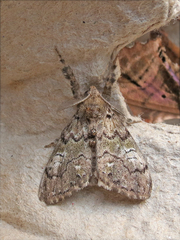 Dasychira plagiata