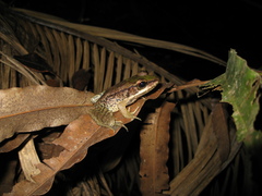 Lithobates palmipes