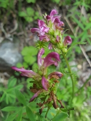 Pedicularis sudetica