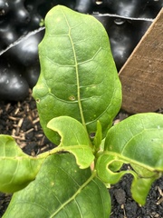 Ocotea caesariata