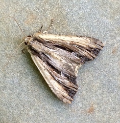 Apamea verbascoides