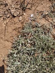 Convolvulus holosericeus