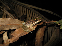 Lithobates palmipes