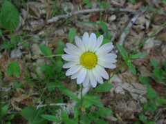 Astranthium integrifolium