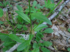 Astranthium integrifolium