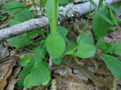 Astranthium integrifolium