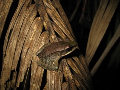 Lithobates palmipes
