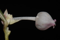 Andromeda polifolia latifolia