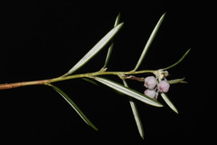 Andromeda polifolia latifolia