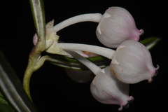 Andromeda polifolia latifolia