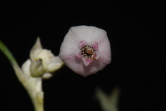 Andromeda polifolia latifolia