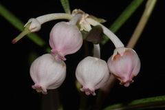 Andromeda polifolia latifolia