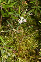 Andromeda polifolia latifolia