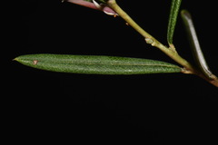 Andromeda polifolia latifolia