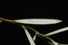 Andromeda polifolia latifolia