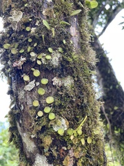 Peperomia rotundifolia