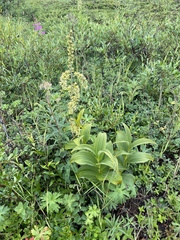 Veratrum viride eschscholtzianum