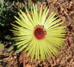 Cephalophyllum pillansii