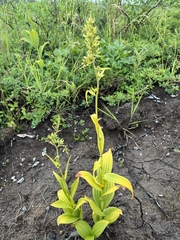 Veratrum viride eschscholtzianum