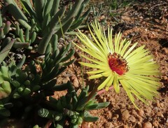 Cephalophyllum pillansii