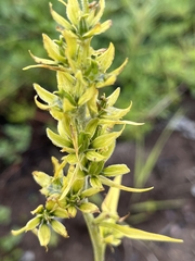 Veratrum viride eschscholtzianum