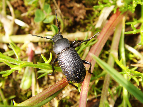 Euboeus anthracinus