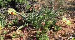 Cephalophyllum pillansii